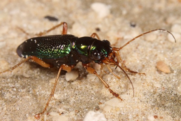 Tetracha virginica