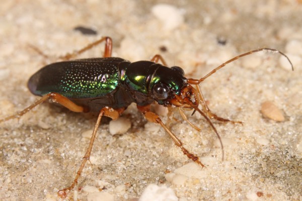 Tetracha virginica
