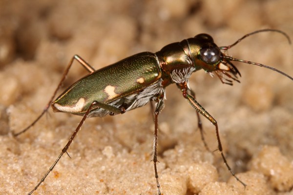 Habroscelimorpha severa
