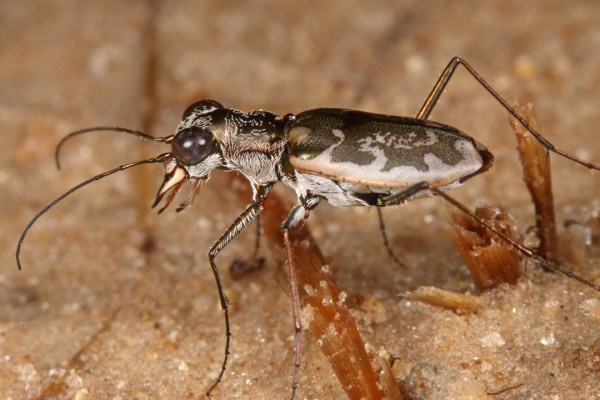 Ellipsoptera marginata