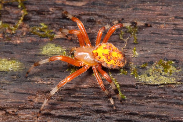 Araneus marmoreus