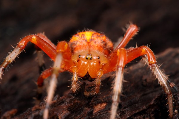 Araneus marmoreus