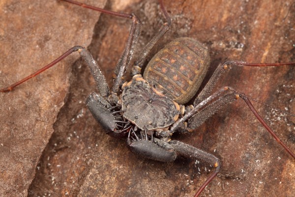 Phrynus marginenotata