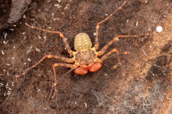 Phrynus marginenotata