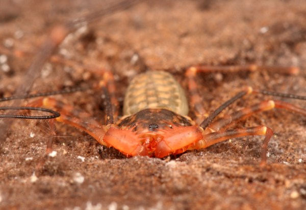 Phrynus marginenotata