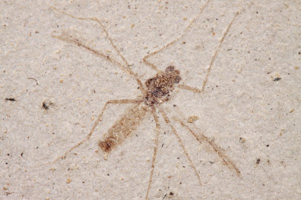 Diptera: Chironomidae | USA: Colorado, Garfield, Hwy 139, Douglas Pass