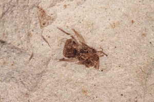 IMG_1836_enh_1080x720