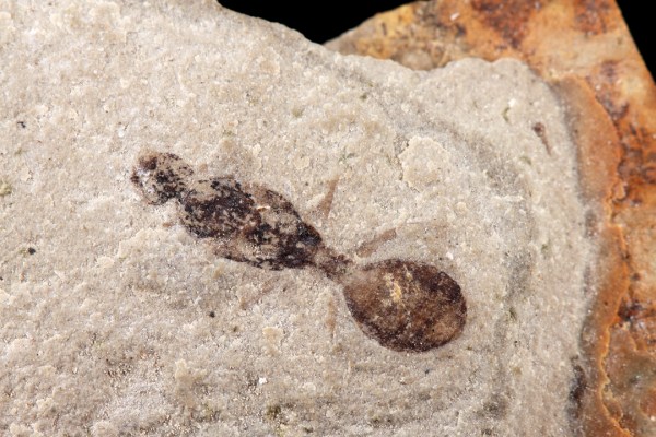 cf. Myrmecites rotundiceps | fossil impression from the Green River Formation (45 mya, middle Eocene)
