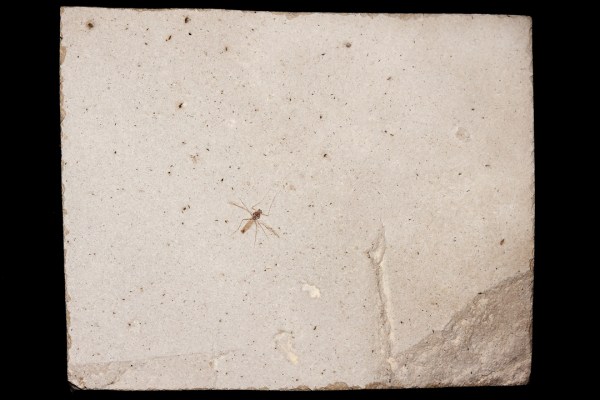 IMG_1926_enh_1080x720