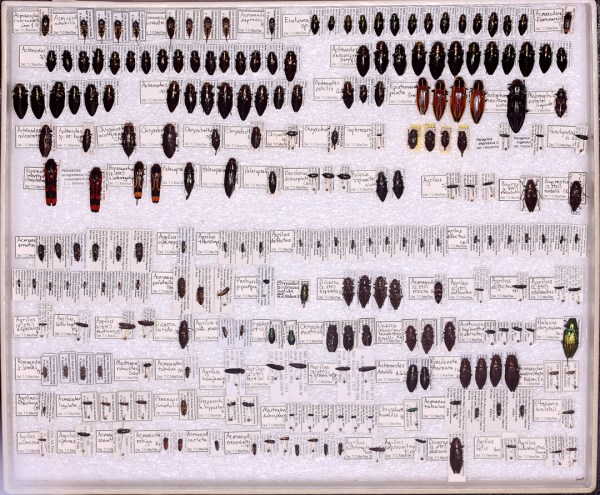 236 specimens representing 88 species of Buprestidae
