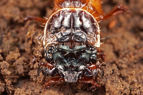 Note the white-margined pronotum and nearly equal sized simple eyes.