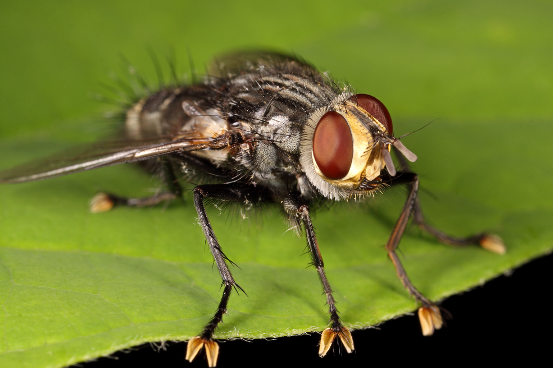 T.G.I.Flyday: Tachinomyia sp. | Beetles In The Bush