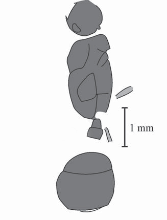 Myrmecites rotundiceps, holotype (Gennady & Rasnitsyn 2002)