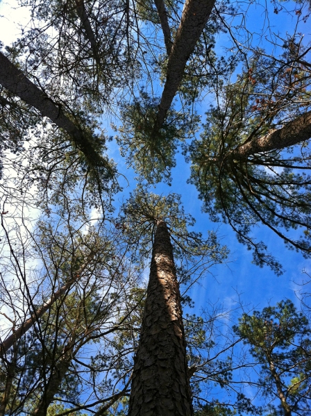 Shortleaf pine (Pinus echinata) | Wayne Co., Missouri
