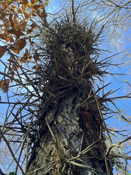 Honey locust (Gleditsia triacanthos) | Wayne Co., Missouri
