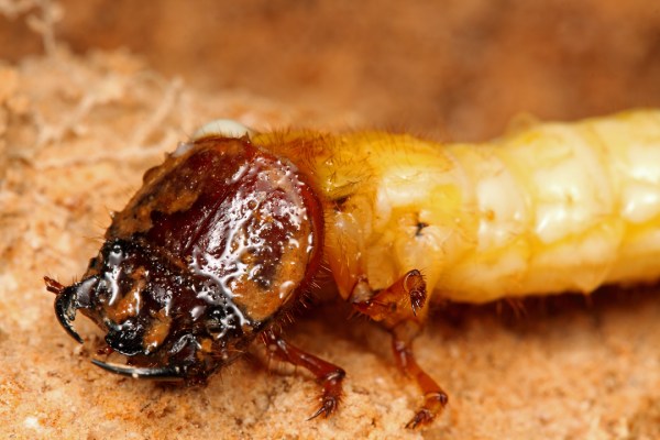 The distinctly smaller 2nd pair of eyes confirm this is not Tetracha or Cicindela (sensu lato)...