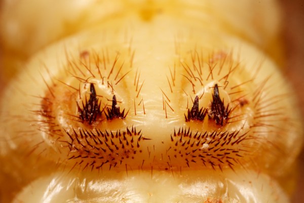 ...and the well-separated hooks on the 5th abdominal segment confirm it is Amblycheila.