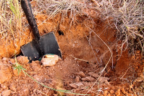 Dig around the burrow, carefully excavating along the grass stem, until the larva is reached.