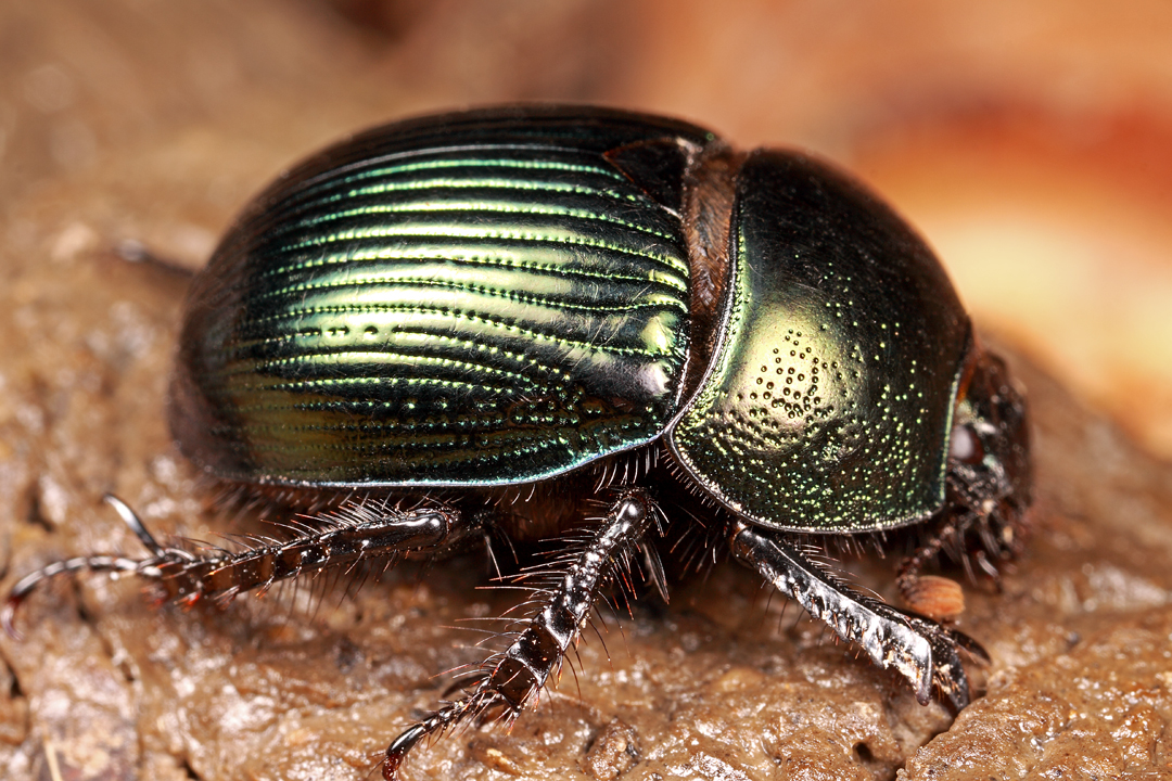 You know what bugs me about dung beetles?… | Beetles In The Bush