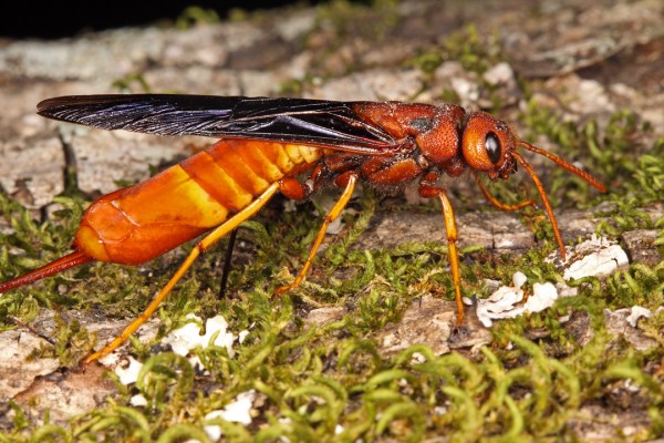 Tremex columba (pigeon horntail) | Wayne Co., Missouri