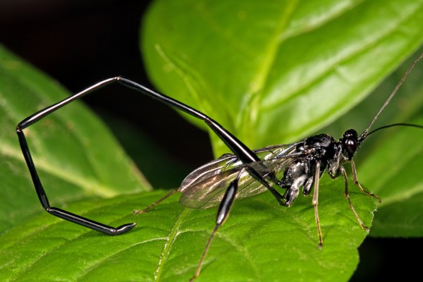 Pelecinus polyturator female | Wayne Co., Missouri