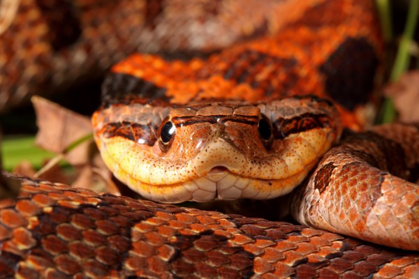 Eastern Hognose Snake (Heterodon platirhinos)