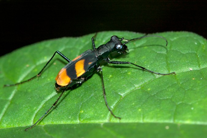 The mimic: Peridexia hilaris