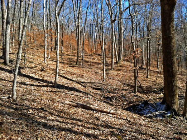 Englemann Woods Natural Area