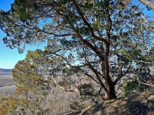 Juniperus virginiana