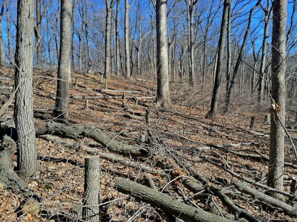 Englemann Woods Natural Area