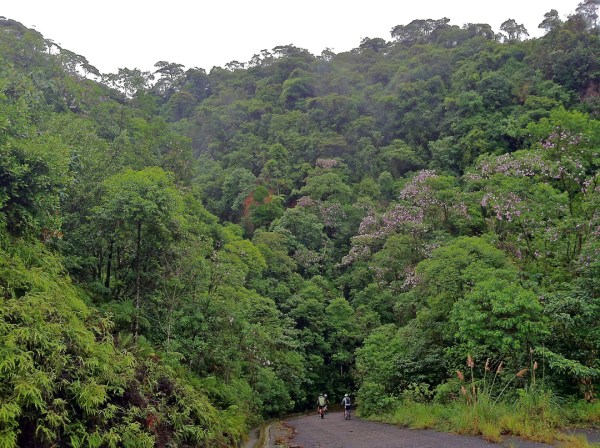 Descending into the forest.