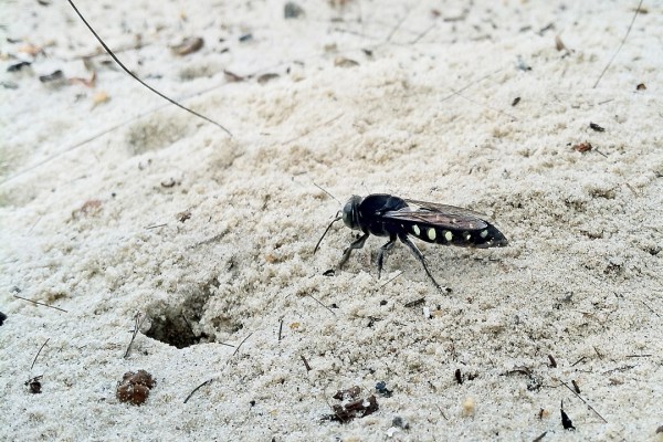 Outside of the cicada killer, this digger wasp (family Crabronidae) on the beach at Guarujá is the largest that I have ever seen.