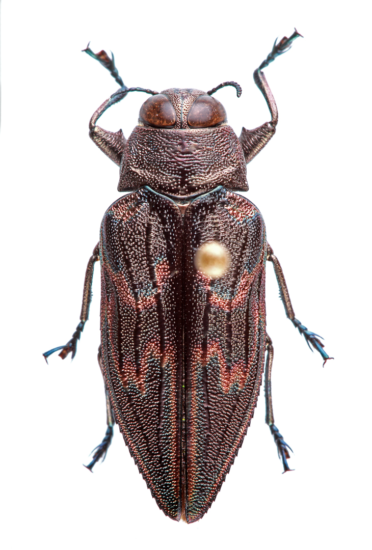 Mexico | Beetles In The Bush