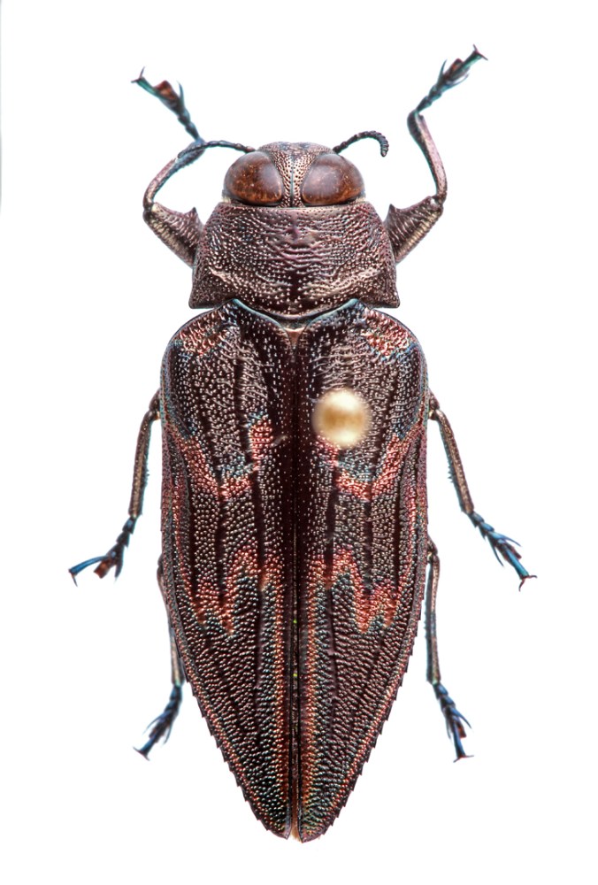 Actenodes calcaratus | MEXICO: Guerrero, Hwy 95, 5 km S Milpillas, 7.vii.1992, "big dead tree", G. H. Nelson [FSCA]. Male plesiotype.