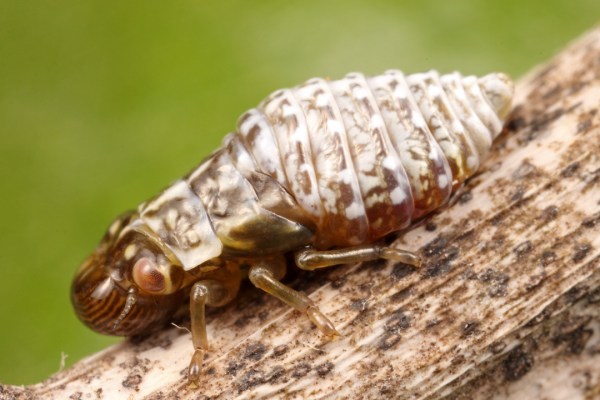 Cephisus siccifolia Cephisus siccifolia