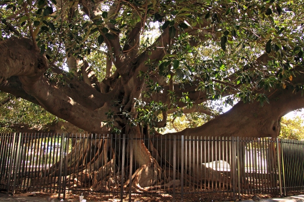 El "Gran Gomero" rubber tree (Ficus elasticus) | Buenos Aires, Argentina