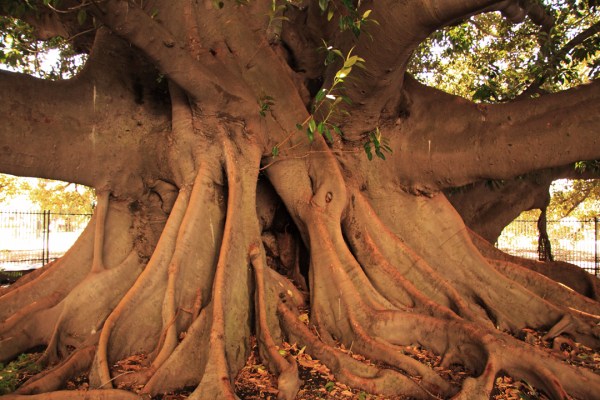 Huge buttress roots support a massive, 50-meter wide crown.