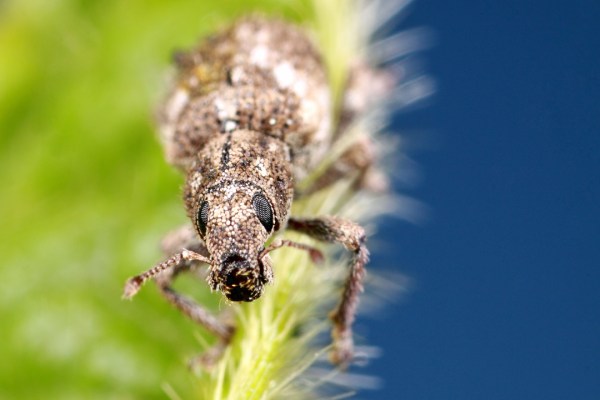 Promecops carinicollis IMG_2439_enh_1080x720