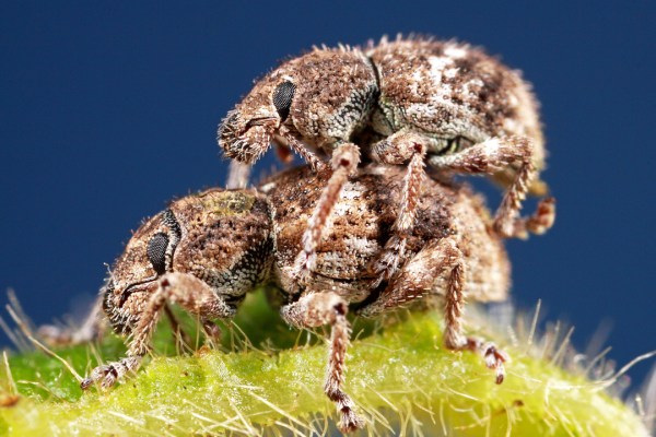 Promecops carinicollis | Tucumán Province, Argentina