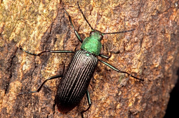 Tenebrionidae? | Campinas, São Paulo, Brazil.