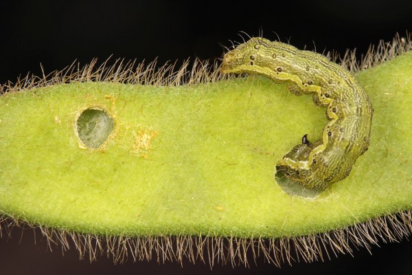 Larger larvae feed on developing pods, breaching the wall of the pod to consume the seeds within.