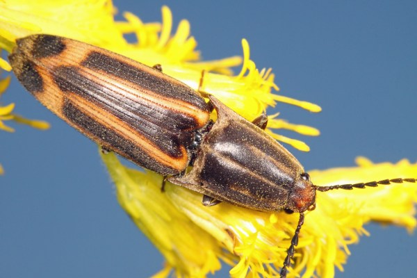 Elateridae | Rt 16 nr. Rio Nego, Chaco Province, Argentina