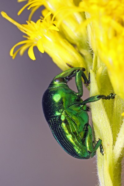 Eurhinus cf. adonis on Solidago chilensis flowers | Chaco Province, Argentina.