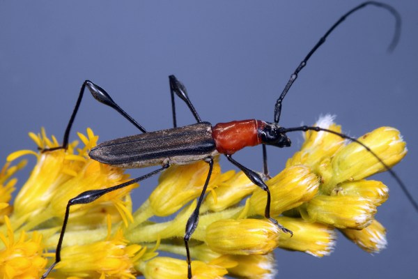 Rhopalophora collaris (Germar 1824) | Chaco Province, Argentina