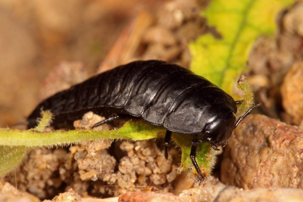 Nicrophila americana