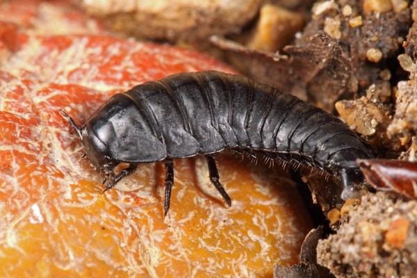 Necrophila americana