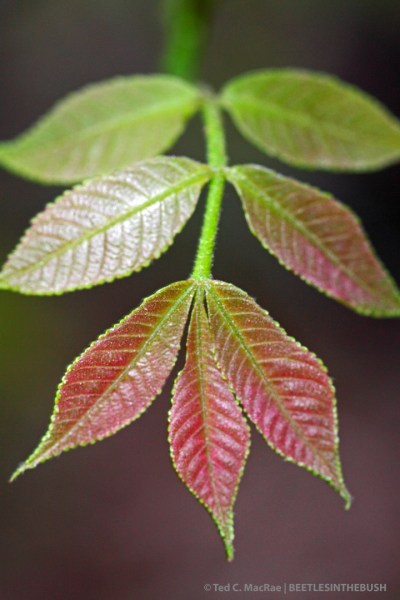 IMG_2789_enh_720x1080