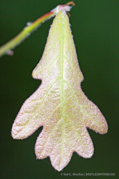 IMG_2801_enh_720x1080