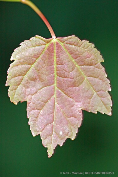 IMG_2816_enh_720x1080