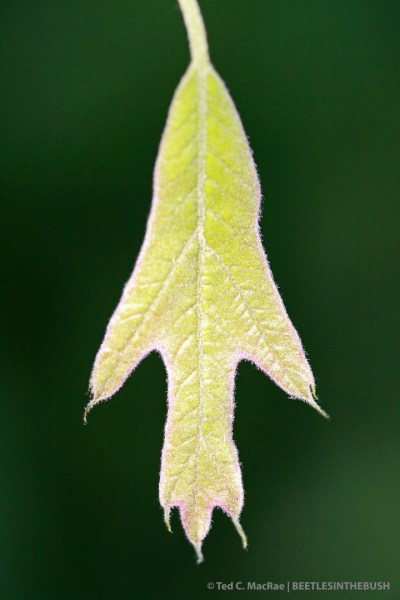 IMG_2817_enh_720X1080